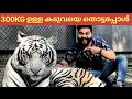 EP 04 : ഞാൻ ടൈഗറിനെ കെട്ടിപ്പിടിച്ചു | TIGER KINGDOM THAILAND | KERALA TO THAILAND SOLO BUDGET TRIP