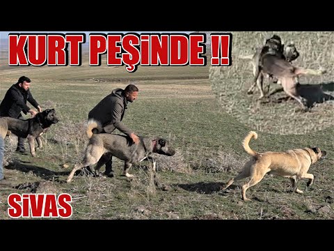 KURT PEŞİNDE !! ORTALIK BİR ANDA KARIŞTI SİVAS KANGAL KÖPEKLERİ , ANADOLU ÇOBAN KÖPEĞİ VE DEV KURT