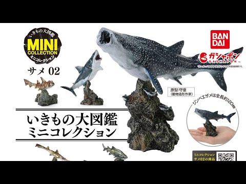 【ささかまぼこ】サメ図鑑(生成り)×ネイビー　入園入学グッズ4点 下敷き 鮫大全 鮫 ザ・アクセス A4 図鑑 文房具 雑貨 プレゼント