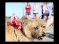 Doggie Dash