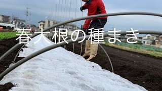 春大根の種まき　露地トンネル栽培　【前編】19/11/13