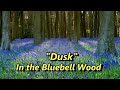 The Bluebells of Badbury Clump | Wiltshire Man