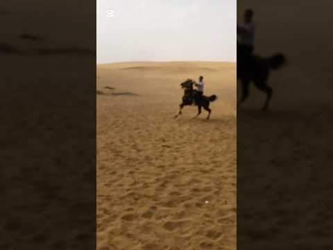 مع اي حد أنا بجمع كوميديات اكسبلور مصر خيل خيل اصيل حصان اكسبلور دويتو ترند