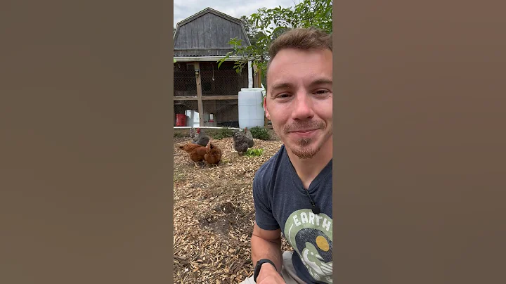 Basic Tips for Chicken Care! 🐓