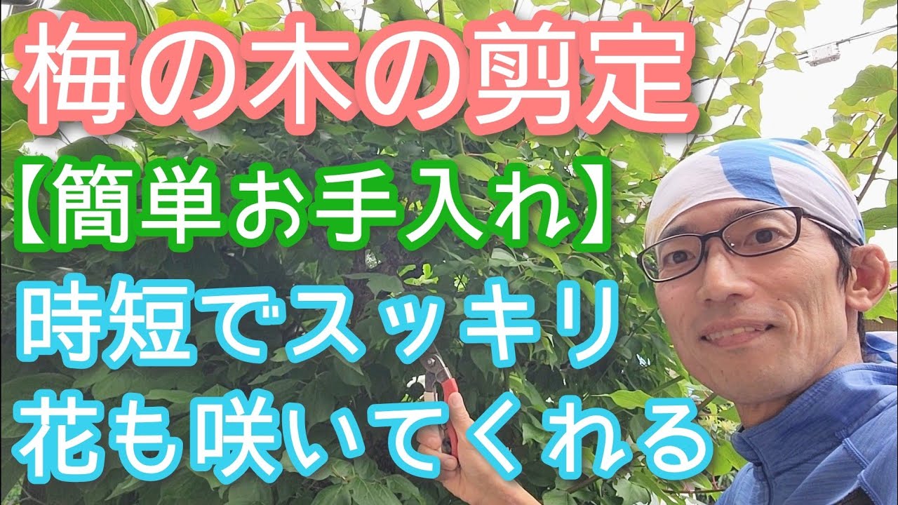 梅 の 木 の 剪定 時期