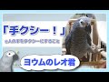 【ヨウムのレオ君】「手クシーー！」※飼い主の手をタクシーにすること