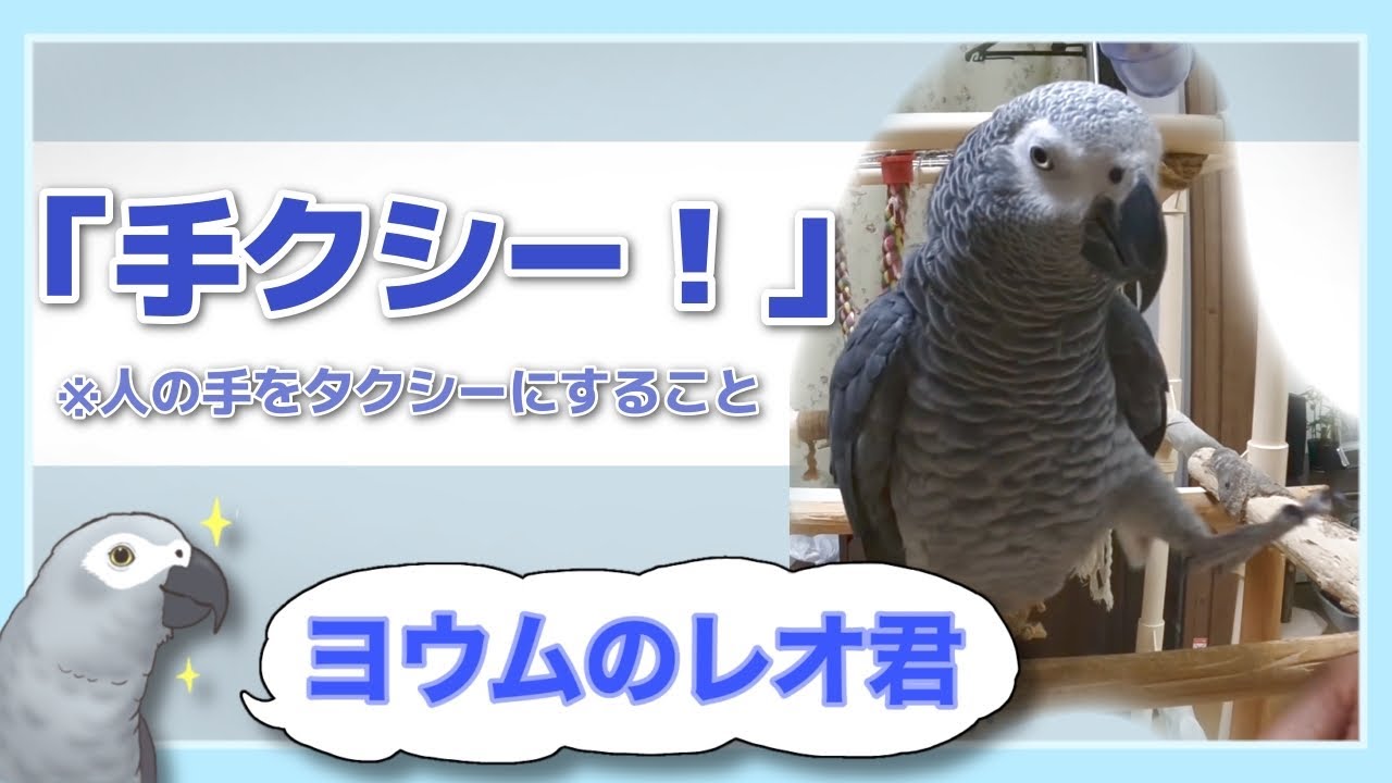 【ヨウムのレオ君】「手クシーー！」※飼い主の手をタクシーにすること