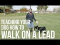 How To Train Your Dog Not To Pull - Loose Lead Walking Video