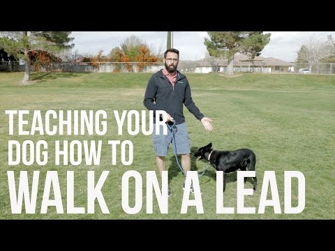 how-to-train-your-dog-not-to-pull---loose-lead-walking-video