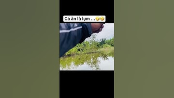 Câu cá lóc - cận cảnh cá lóc đớp mồi ! #lurefishing #giaitribinhthuan #caucaloc #shorts