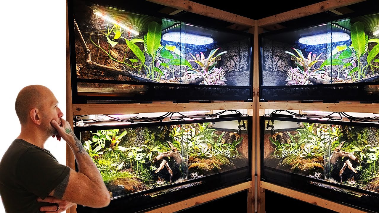 PALUDARIUM, TERRARIUM PLANTÉ, TERRARIUM ARBORICOLE À VOUS DE JOUER