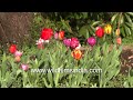 Tulips in uttarakhand himalaya springtime brings floral jewels to fore wildfilmsindia gardens