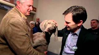 Westminster Dog Show 2012: Craigslist Champ?