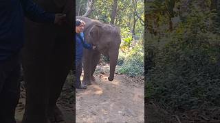 nod your head elephant