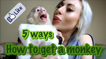 How To Get A Monkey