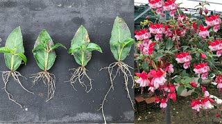 Instructions to propagate Fuchsia flowers from leaves