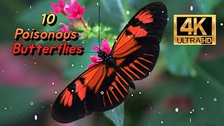 10 Poisonous Butterflies 4K