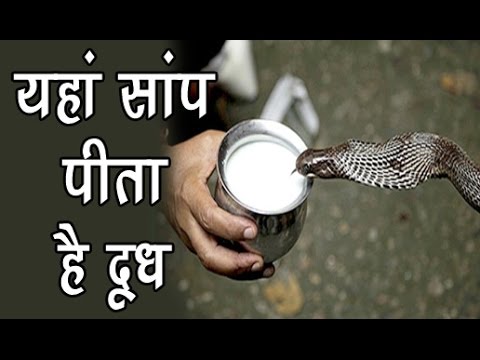 वीडियो: दूध सांप एक अद्भुत सुंदरता है