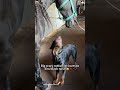 Dog and horse #funnyanimals #pets #family #dog #horse