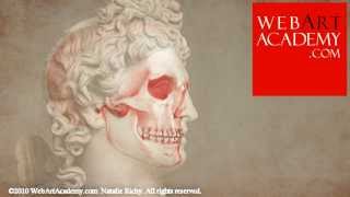 Anatomy of Skull | Anatomy of Masterpieces | paint like old masters | Natalie Richy