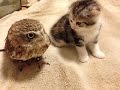 Cute kitten plays with small owl bird