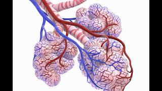 CRT to RRT Practice Session May 2 2026