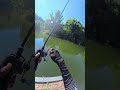 TOP WATER ATTACK‼️ #mancing #fishing #snakehead #short #shorts #shortsvideo #shortvideo #fyp #fypシ