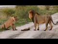 Zwei Löwen nähern sich einem verletzten Fuchs… Danach passiert etwas unerklärliches