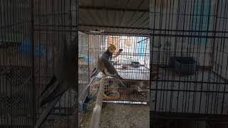 Emerald Cockatiel Split Pair (Exhibition Working) #short #youtubeshort #shortvideo #globalbirdslover