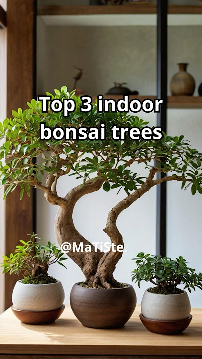 Top 3 indoor bonsai trees!  #bonsaitree #indoorbonsai #bonsaiideas #bonsai  #homedecor #motivation
