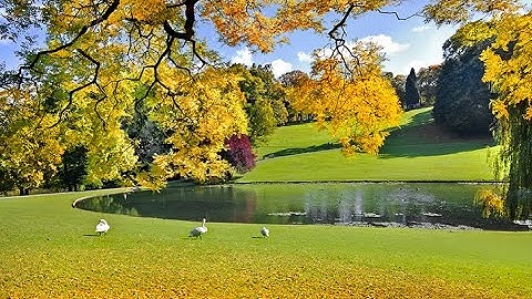 50 Mẫu Tranh 3D Vải Lụa Hàng Cây Tuyệt Đẹp P4 - Xưởng In Tranh 3D Vải Lụa Sài Gòn