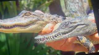 Crocogator ContestWild Kratts #crocodile #americanalligator @PBSKIDS 