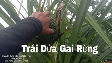 Trái Dứa Gai Rừng | Trái Dứa Dại