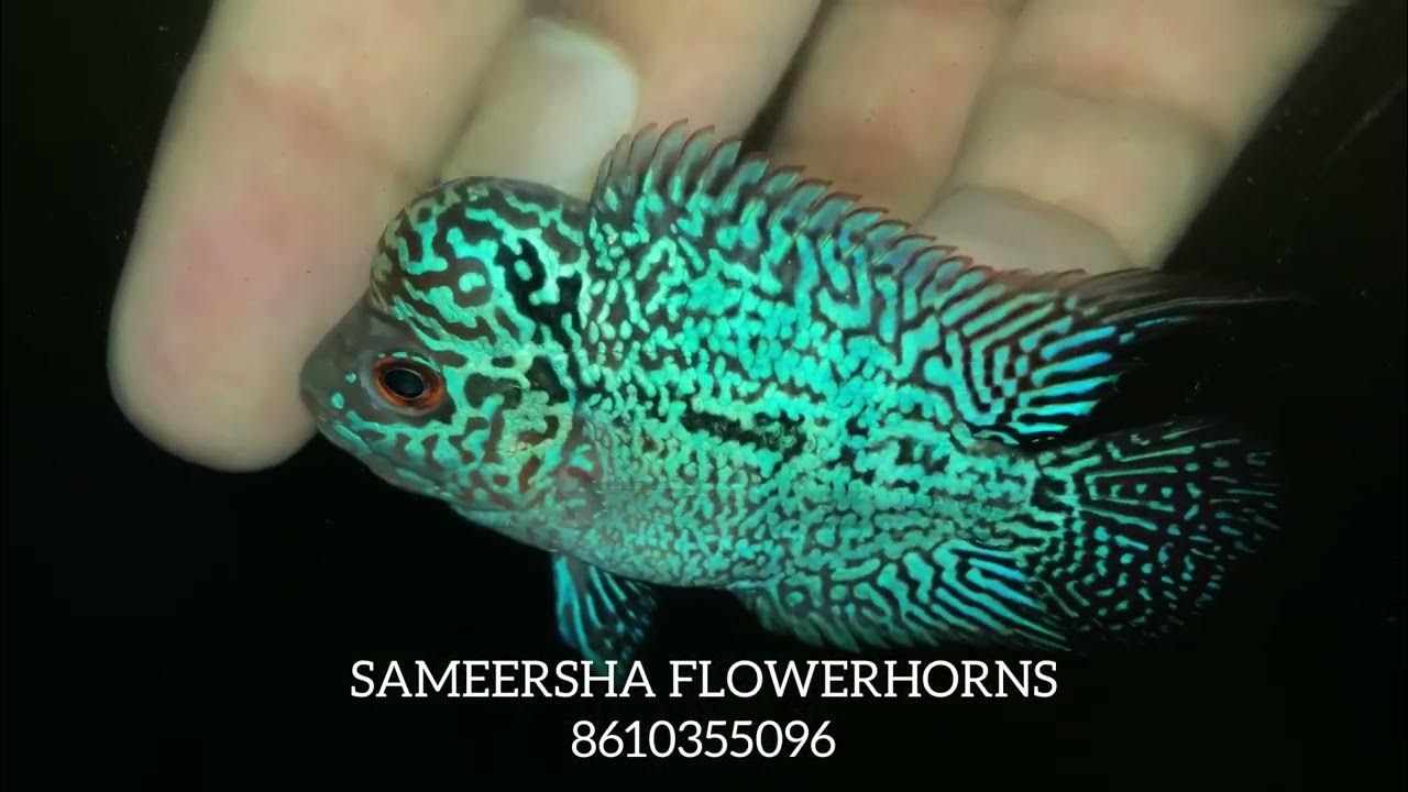 Baby Flowerhorn kml YouTube