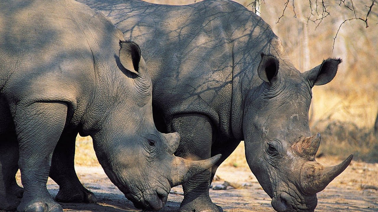 Черный Носорог - уникальное животное из Красной Книги. Интересные факты о вымирающем виде Носорогов