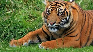 Tigre - Mammifère Carnivore - Des Animaux