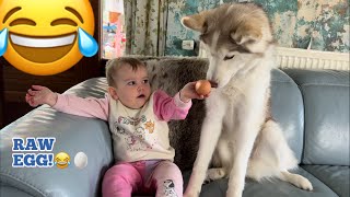 Husky Puppy &amp; Baby Try Raw Egg For The First Time Ever!😂.