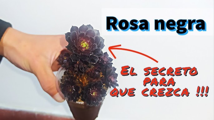 Rosa Negra Gt