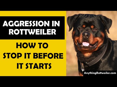 Video: Kādā vecumā man vajadzētu sākt dot savu rottweiler kopīgu papildinājumu?