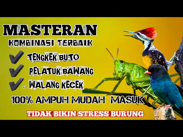 2 jam MASTERAN kombinasi terbaik‼️ Tembakan mewah TENGKEK BUTO ,PELATUK BAWANG ,BELALANG KECEK class=