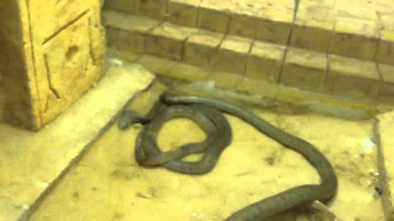 Haifa Educational Zoo