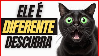 GATOS PRETOS tem uma RAÇA EVOLUÍDA | 13 fatos misteriosos sobre os gatos pretos