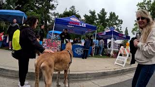 Cash 2.0 Great Dane at the LAPD Devonshire Division Pancake Breakfast Event 2024 (3 of 6)