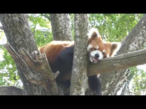 Red panda resting on a branch at Asahiyama Zoo レッサーパンダ、枝の上で休憩かな　旭山動物園