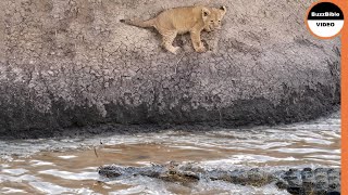 Lion Cub Slips Into The Crocodile's Trap