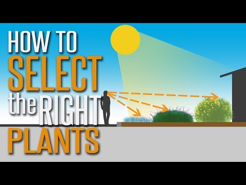 Video: Hoe een gerenommeerde kwekerij te kiezen: tips voor het kiezen van een plantenkwekerij