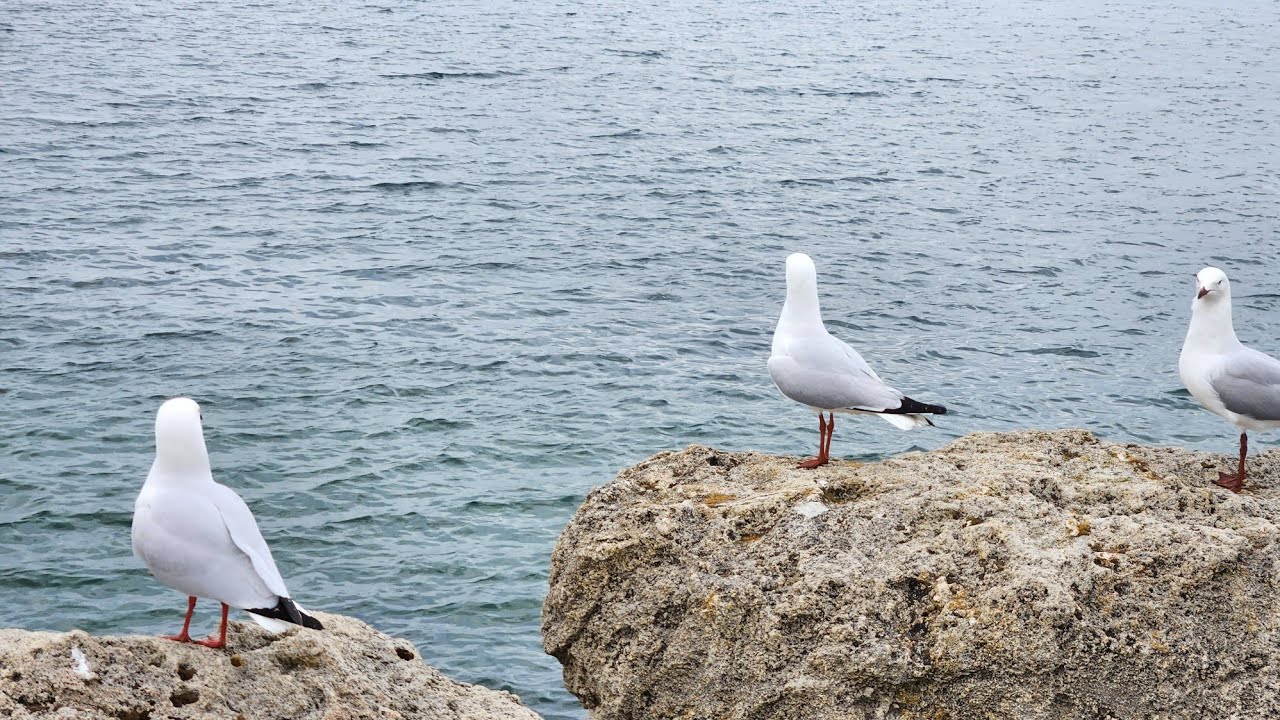 fremantle, WA ( MARATHI).