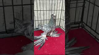 Челкарь. Двухчубые голуби. Tauben. Pigeons. Palomas. Pombos. 비둘기. کبوترها. الحمائم.