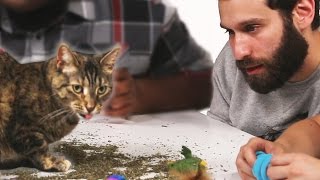 Stoned People Play With Cats On Catnip