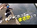 ヘダイ祭りの中まさかの高級魚が！！Rhabdosargus sarba fishing